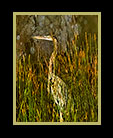 A heron in the brush at the edge of a pond thumbnail